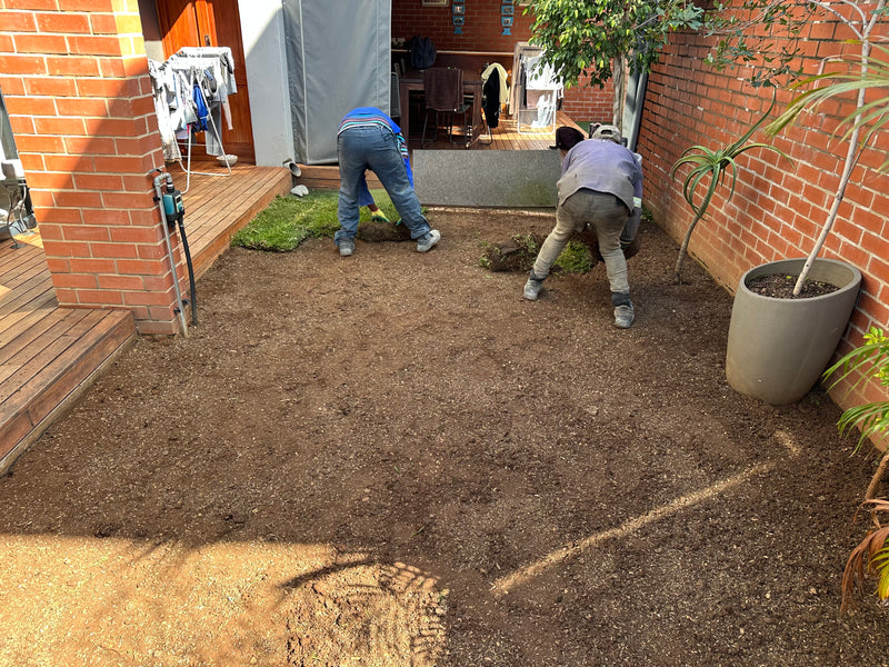 Two people working in a backyard garden bed, laying instant lawn on a patch of levelled soil next to a red brick wall and a large potted plant.