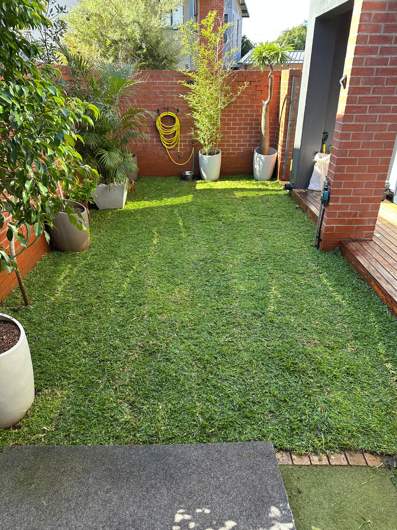 A backyard garden scene with newly installed green lawn, red brick walls, potted plants, a yellow garden hose, and a wooden deck area beside a house entrance.