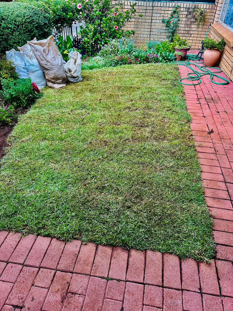A rectangular patch of freshly laid green grass in a backyard, bordered by red brick pavers and a garden bed with plants, bags, and a garden hose.