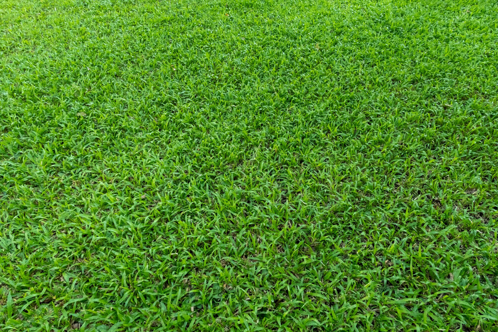 LM Grass