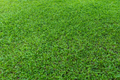 LM Grass