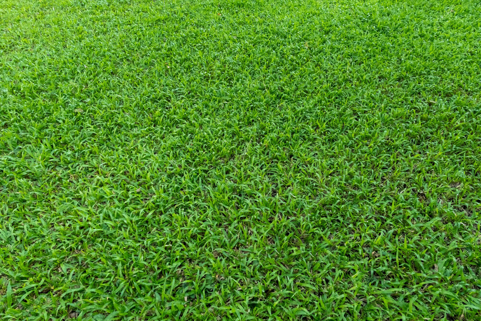 LM Grass