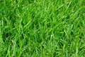 Kikuyu Grass