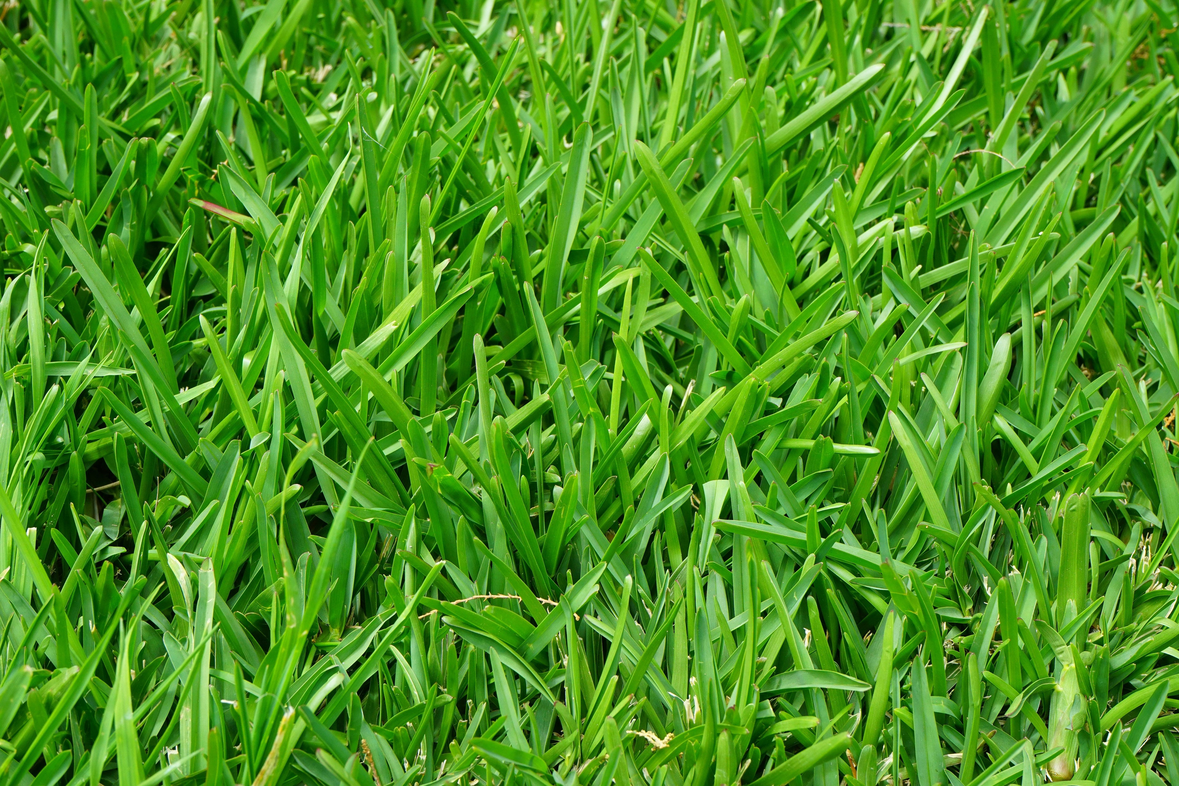 Kikuyu Grass