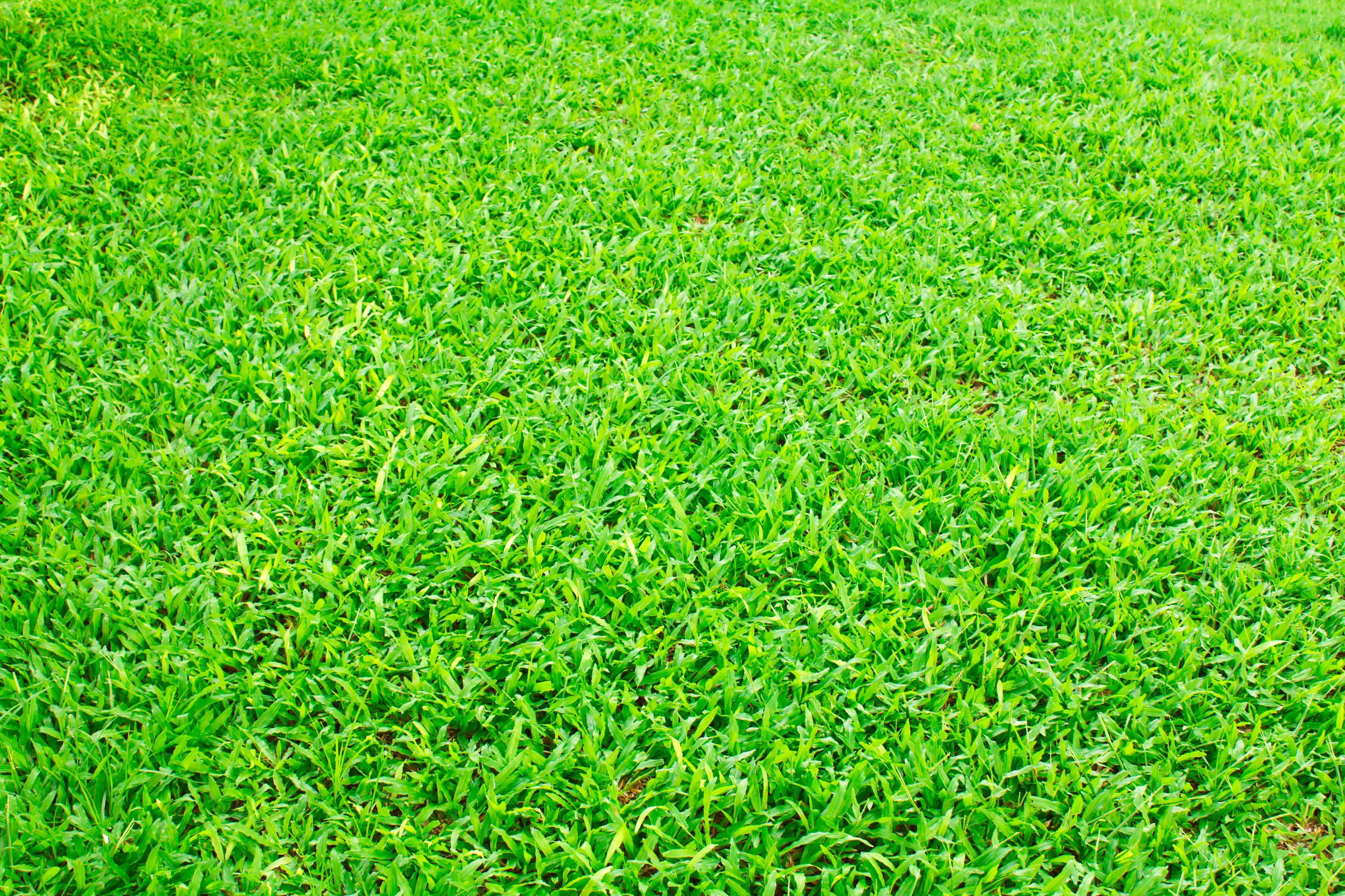 LM Grass