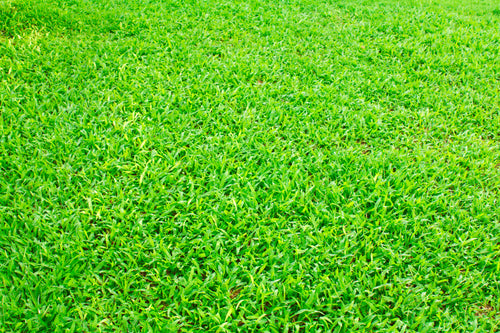 LM Grass